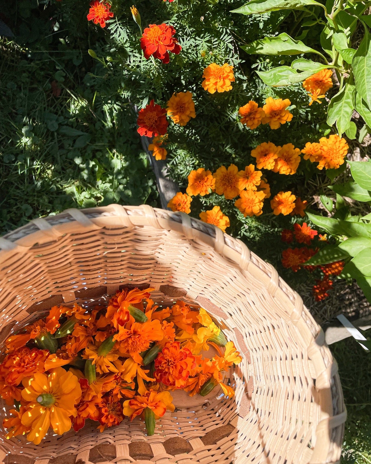 Yarn Dyeing 101: Natural Dye Workshop